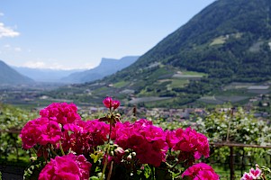 Balkonblick auf Meran und das Etschtal